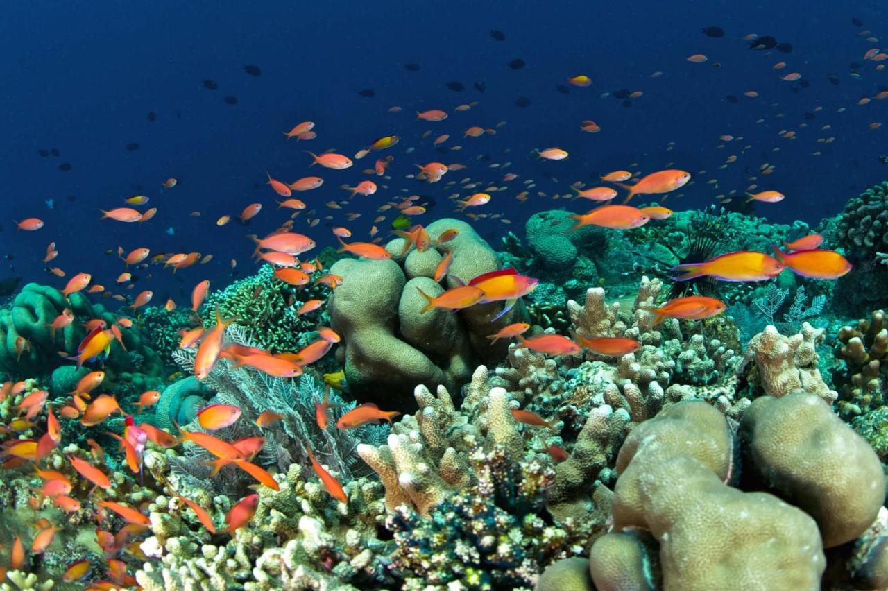 Murex Dive Resort Manado Kültér fotó