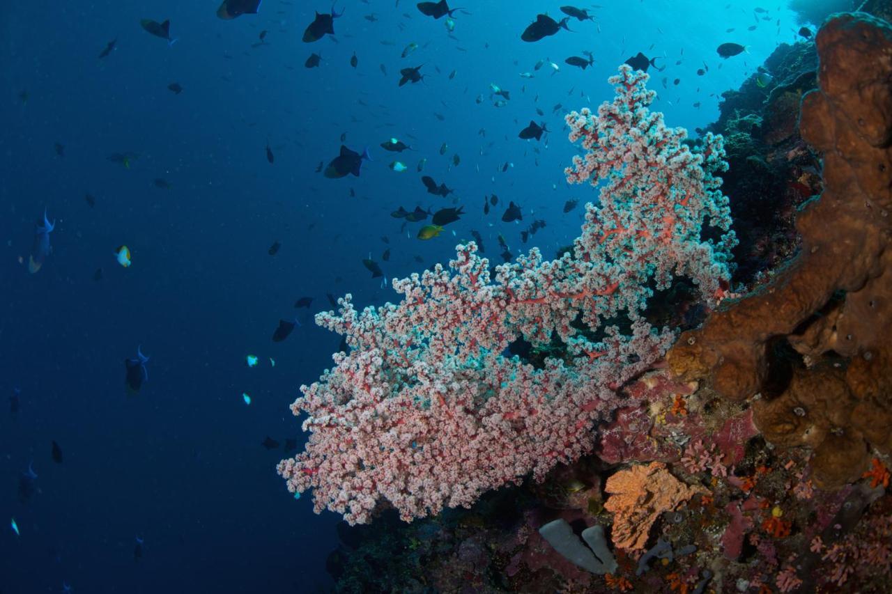 Murex Dive Resort Manado Kültér fotó