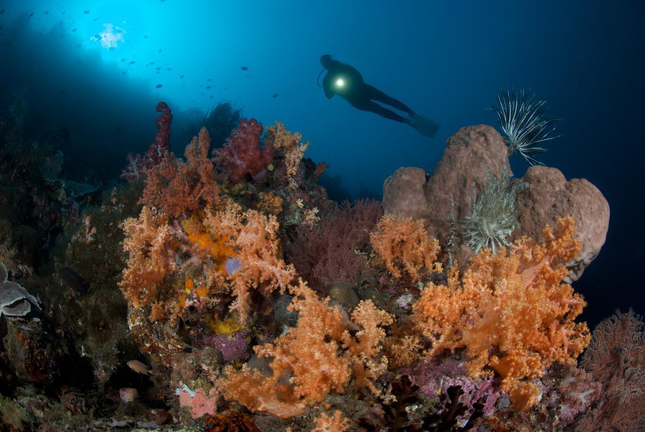Murex Dive Resort Manado Kültér fotó