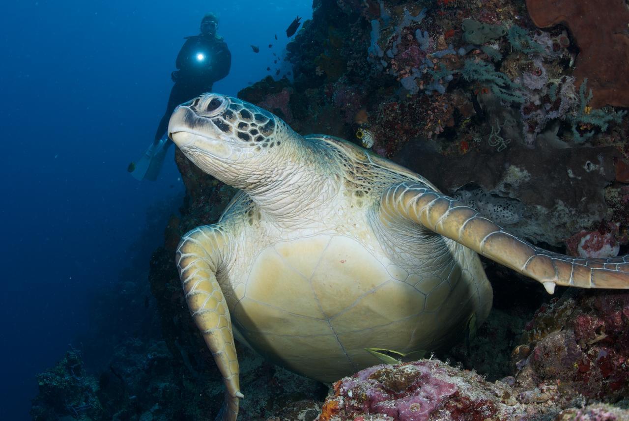 Murex Dive Resort Manado Kültér fotó